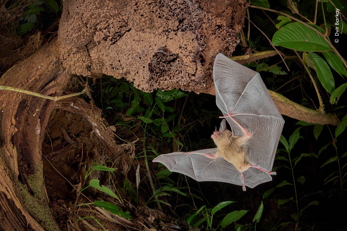 Pygmy round-eared bat returns to its termite-nest home