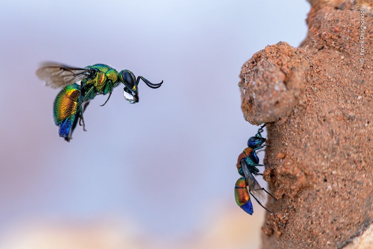 Cuckoo wasp is captured mid-air trying to enter a mason bee’s clay burrow 