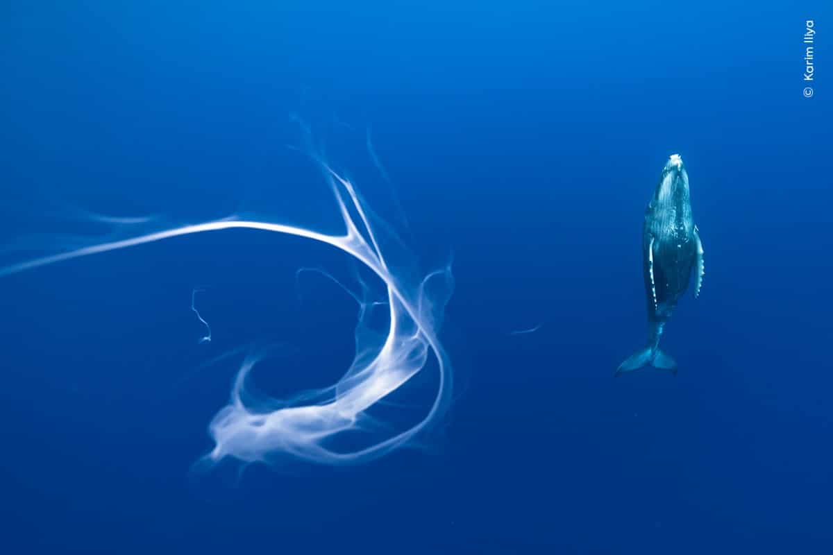 A humpback whale calf misses some of its mother’s milk