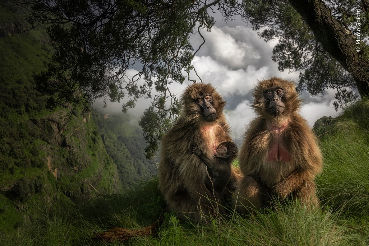 A gelada suckles its baby alongside a companion at the edge of a plateau in the Simien Mountains of Ethiopia.