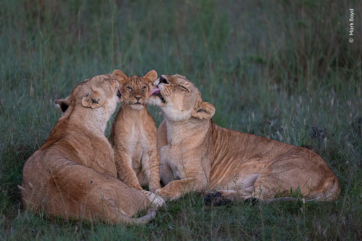 A pair of lionesses devotedly groom one of the pride’s five cubs in Kenya’s Maasai Mara.