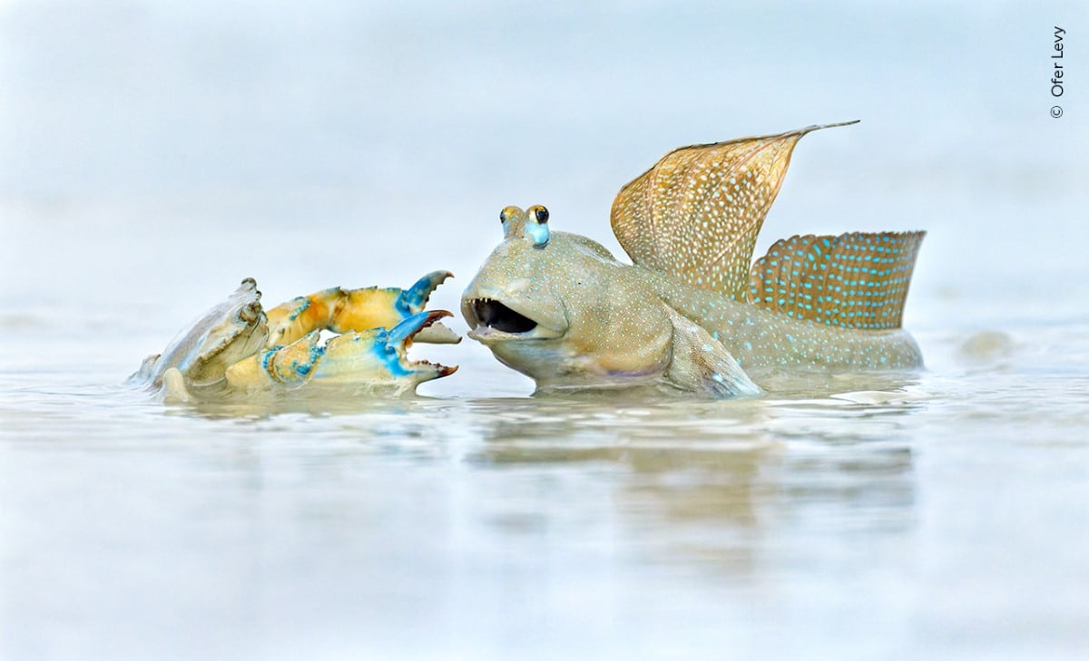 Mudskipper defending its territory from a crab