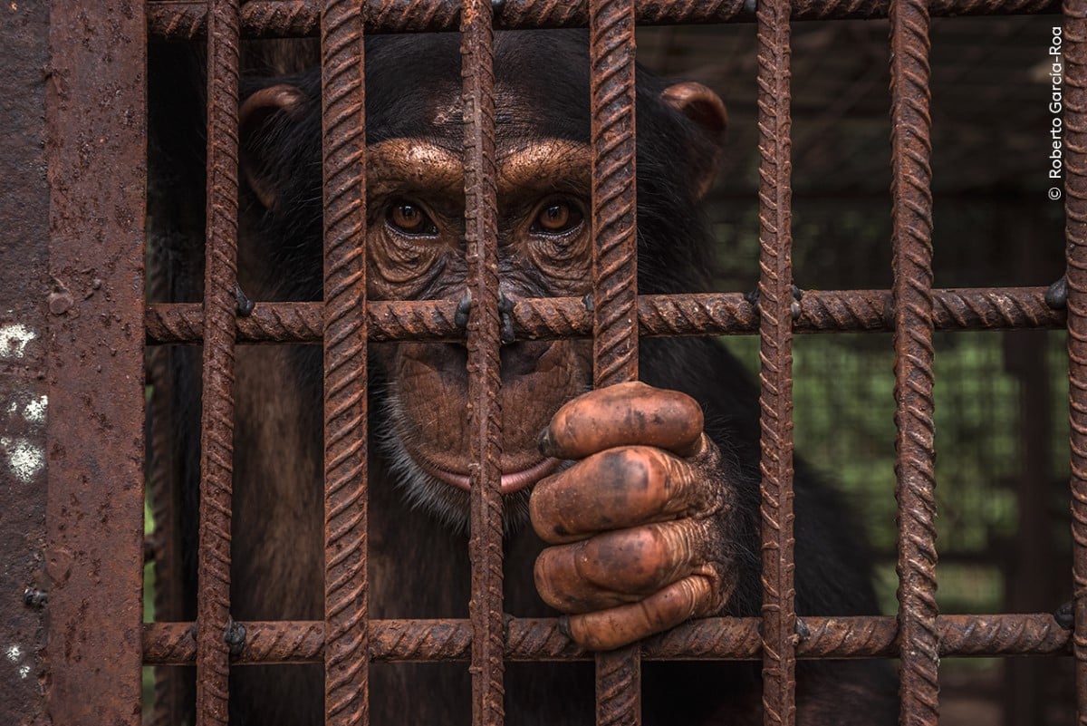A rescued chimpanzee looks on from its enclosure at the Chimpanzee Conservation Center in the Republic of Guinea