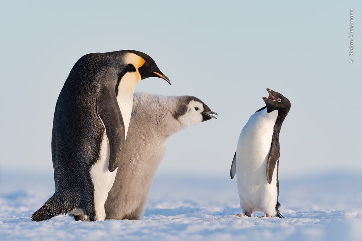 Adélie penguin approaches an emperor penguin and its chick during feeding time in Antarctica’s Atka Bay