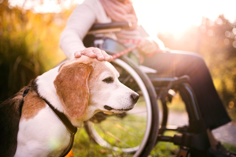lderly woman in wheelchair with dog in autumn nature. 