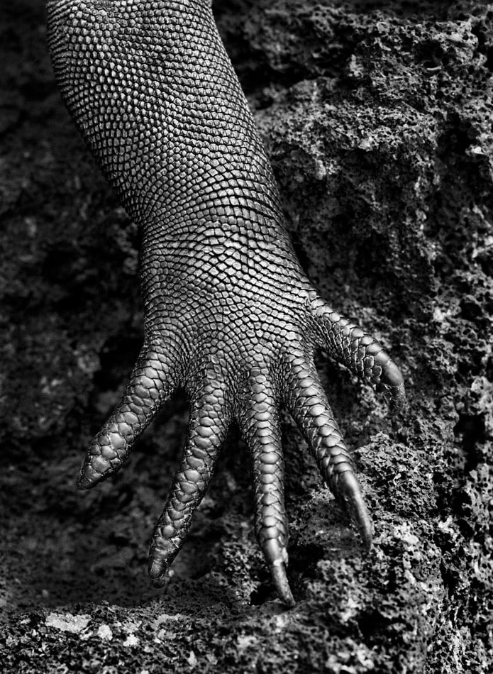 Close up photo of the foot of a Marine iguana in the Galapagos Islands