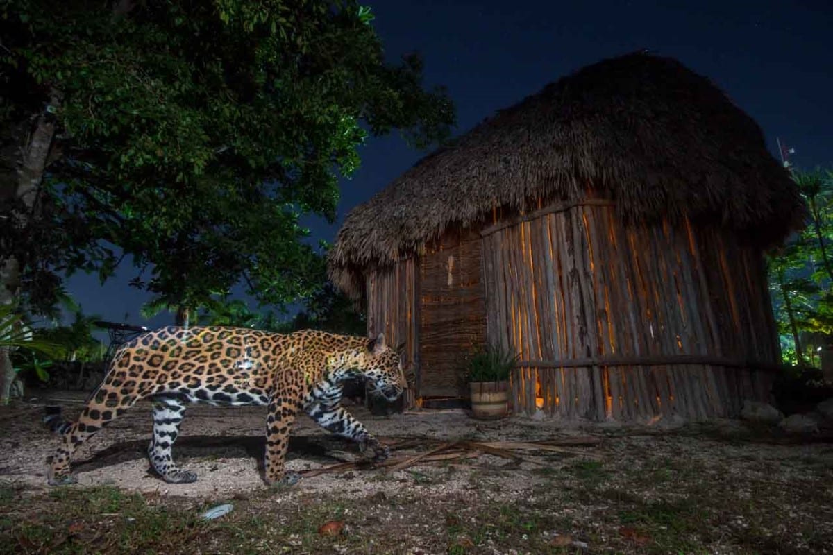 Jaguar at night in the Yucatan peninsula 