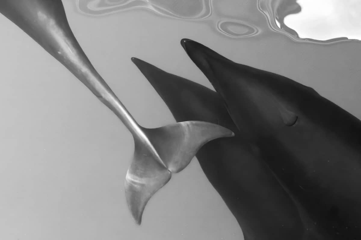 Black and white photo of the tail of a dolphin