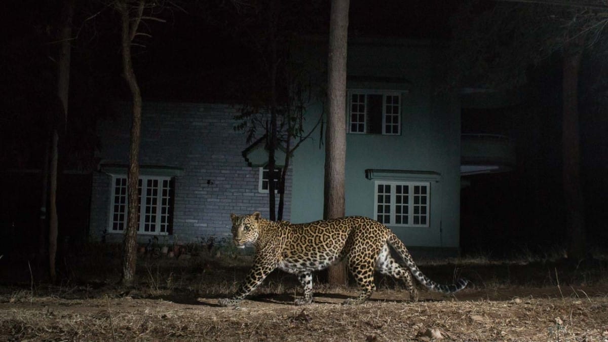 Leopard walking around a neighborhood in India