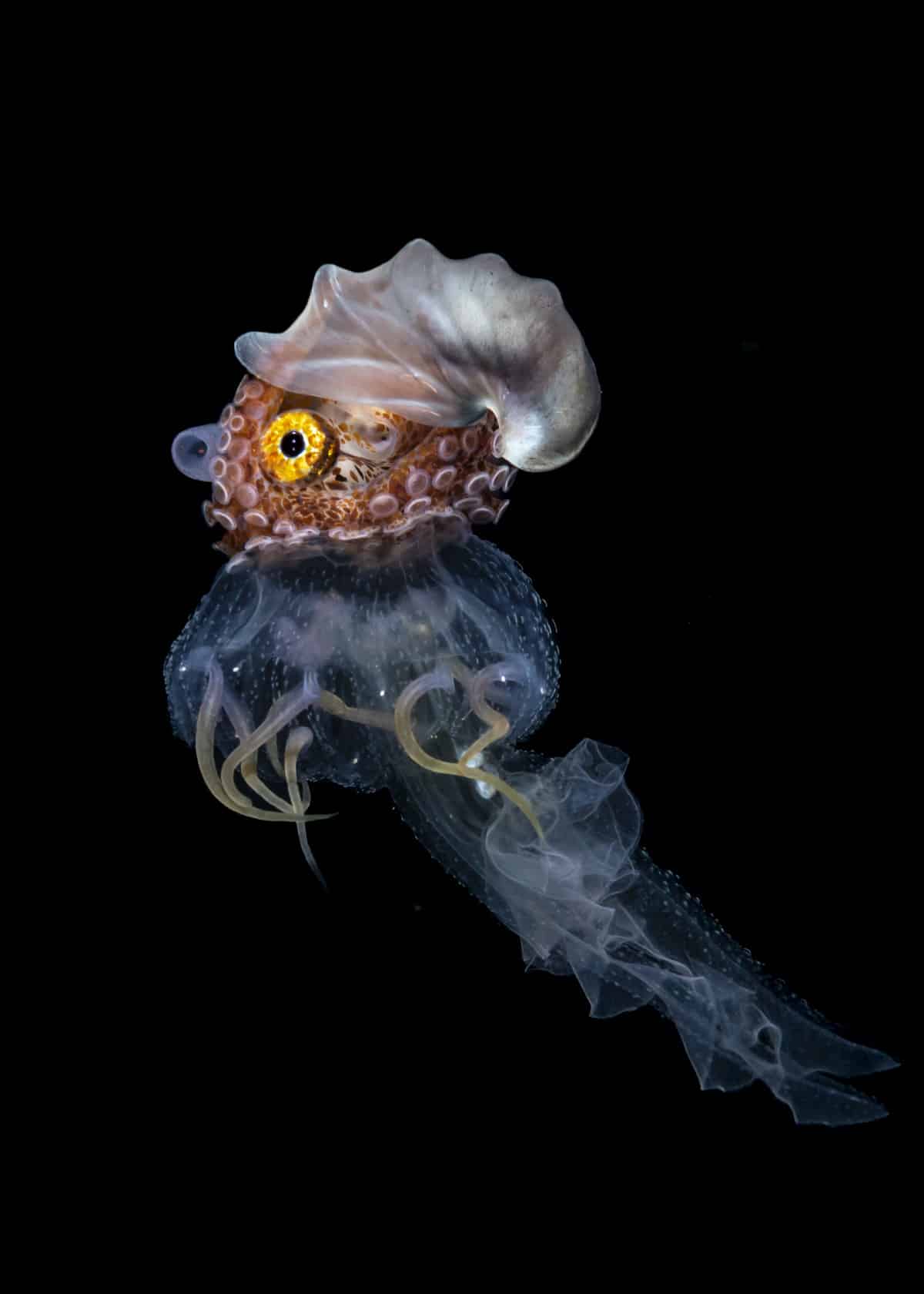 Paper Nautilus with jellyfish in the Philippines