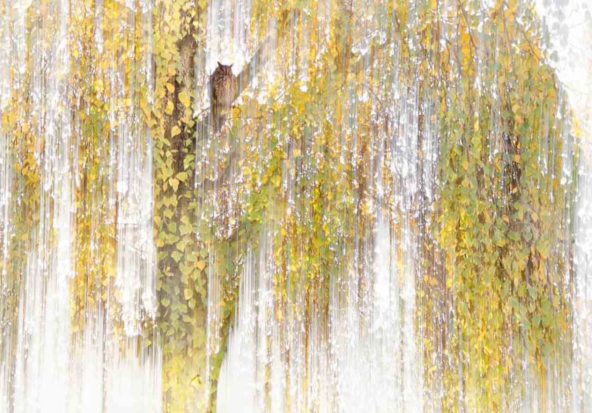 Owl sitting in a weeping willow