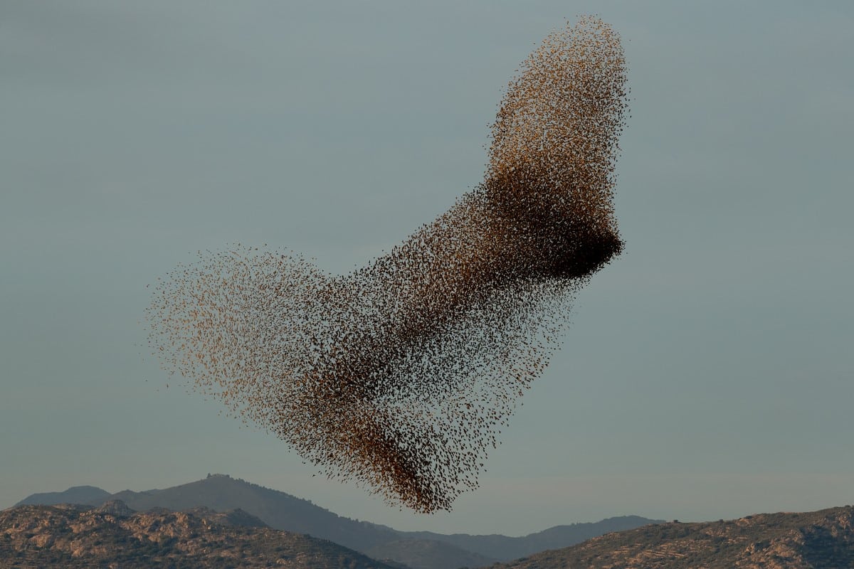 Starling Mumurations by Søren Solkær