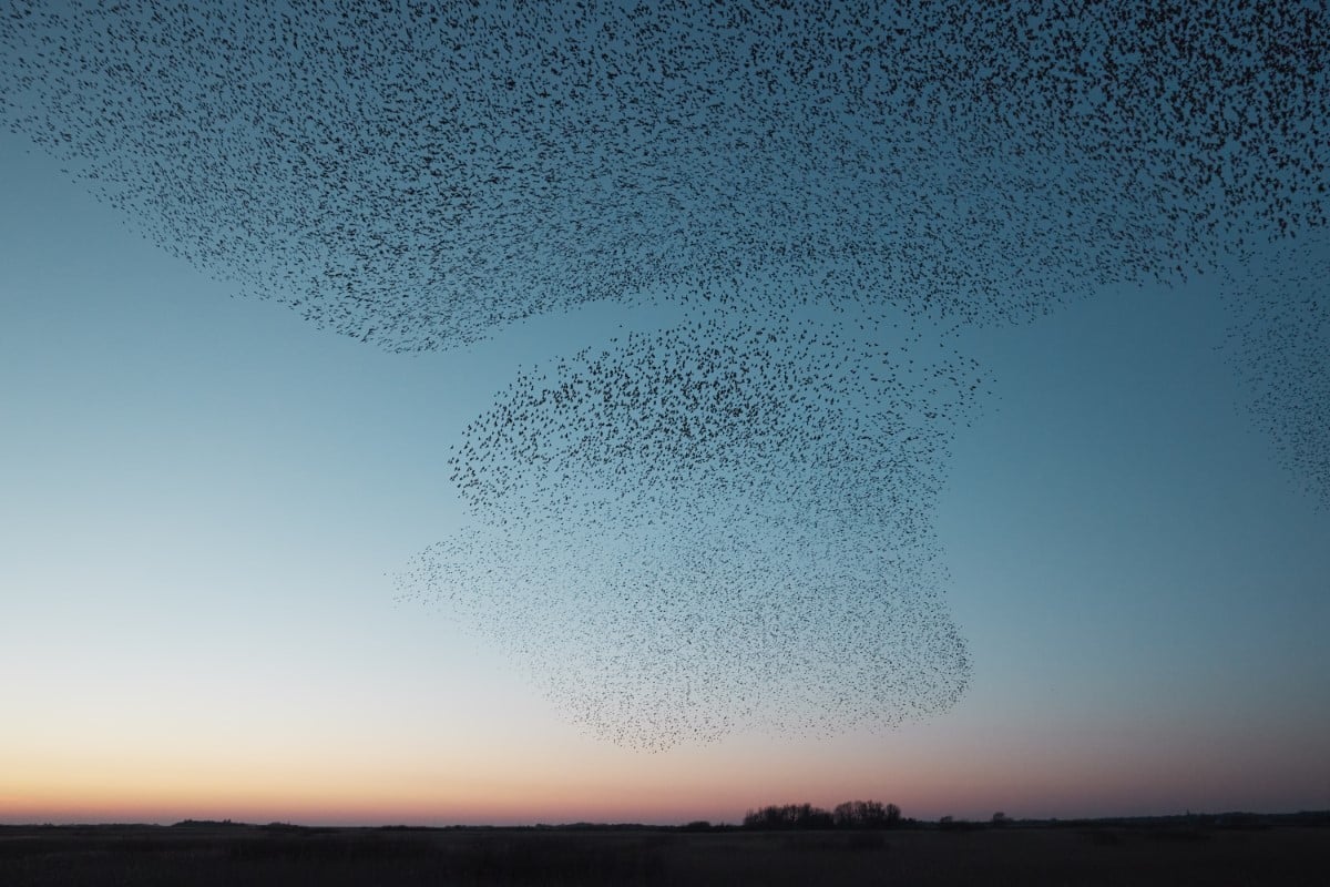 Starling Mumuration at sunset by Søren Solkær