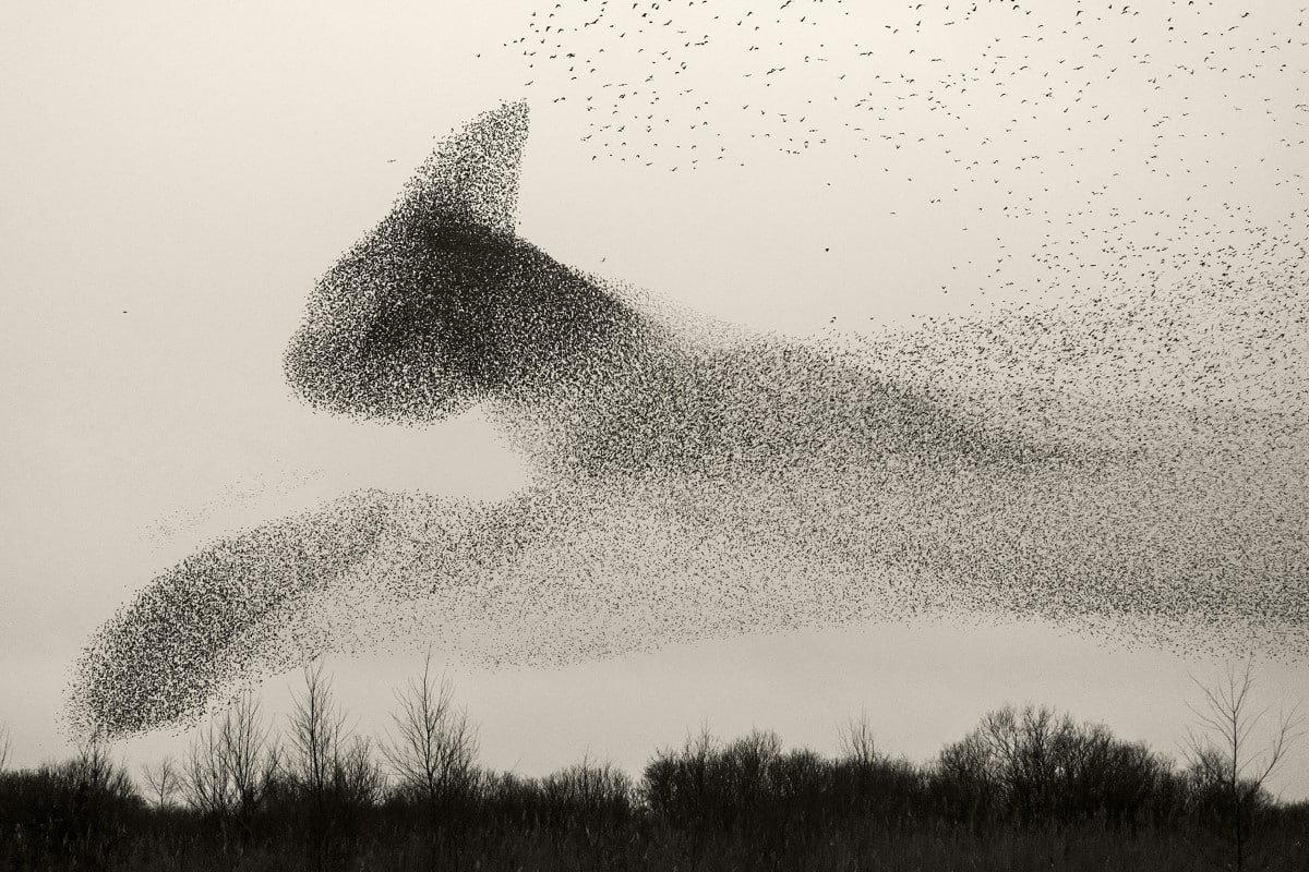 Starling Mumurations by Søren Solkær