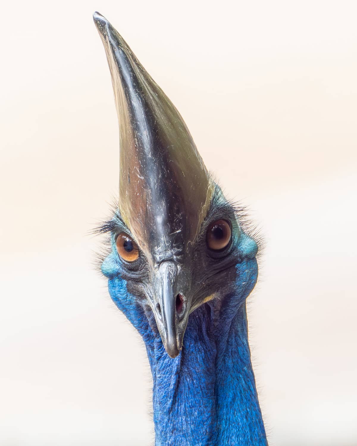 Portrait of a young Southern Cassowary