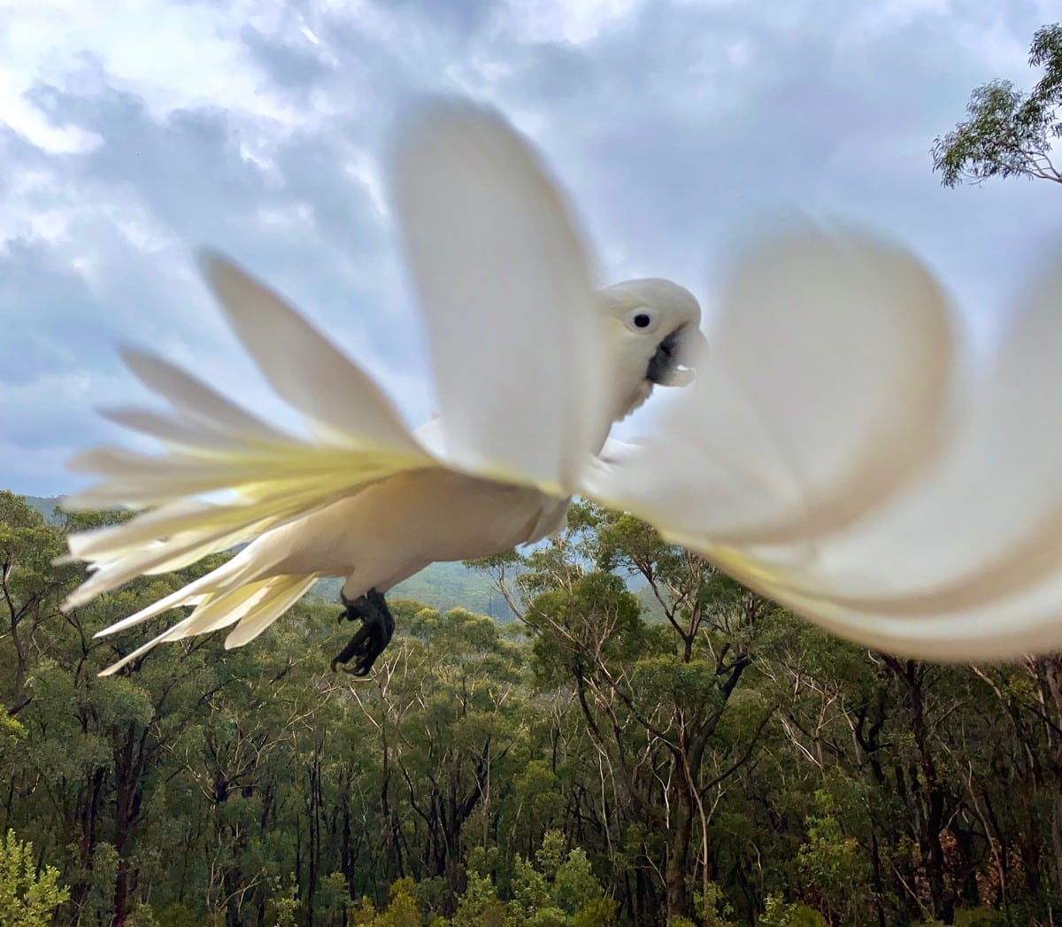 Cockatoo in flight