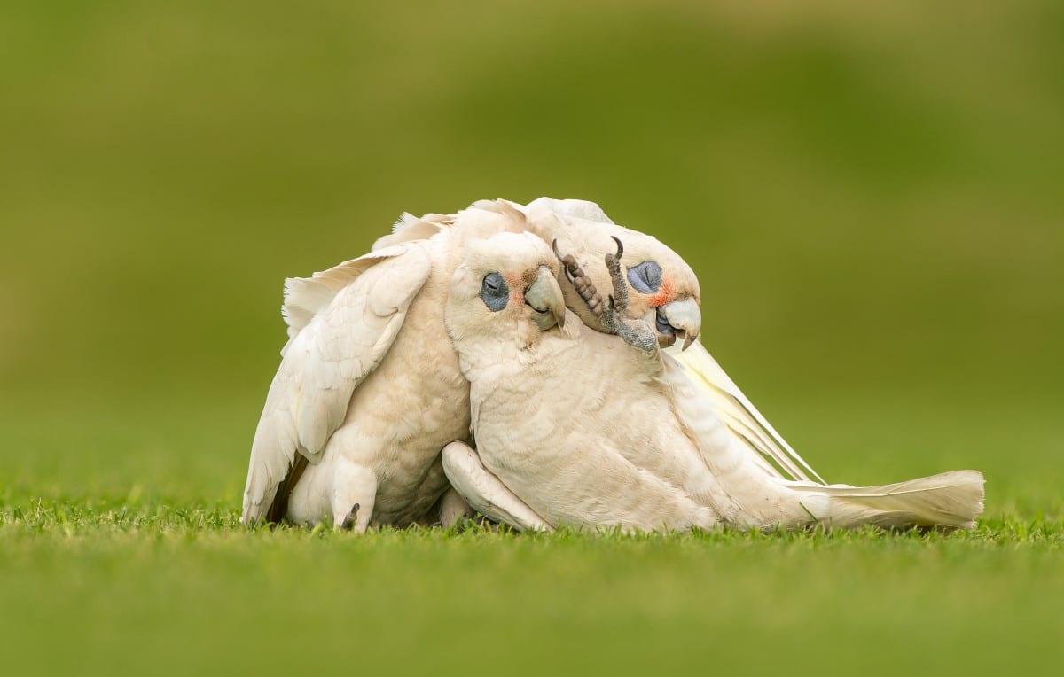 Group of Little Corellas Rolling on the Grass