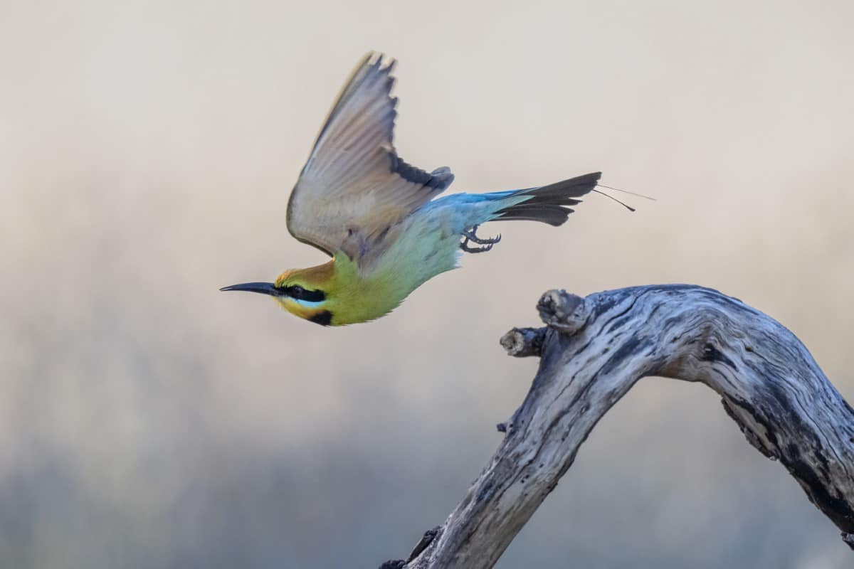Rainbow Bee-eater in flight