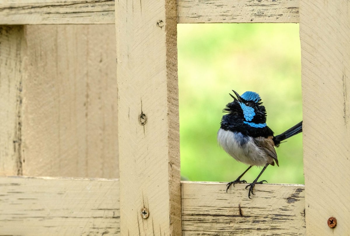 Superb blue wrens standing on a fence