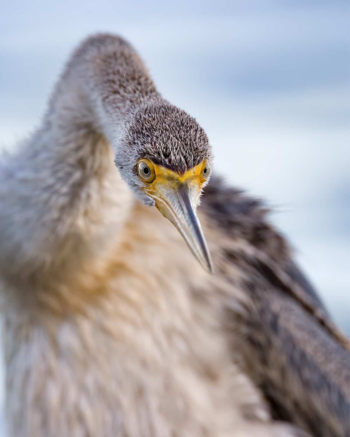 Portrait of a female Australasian Darte