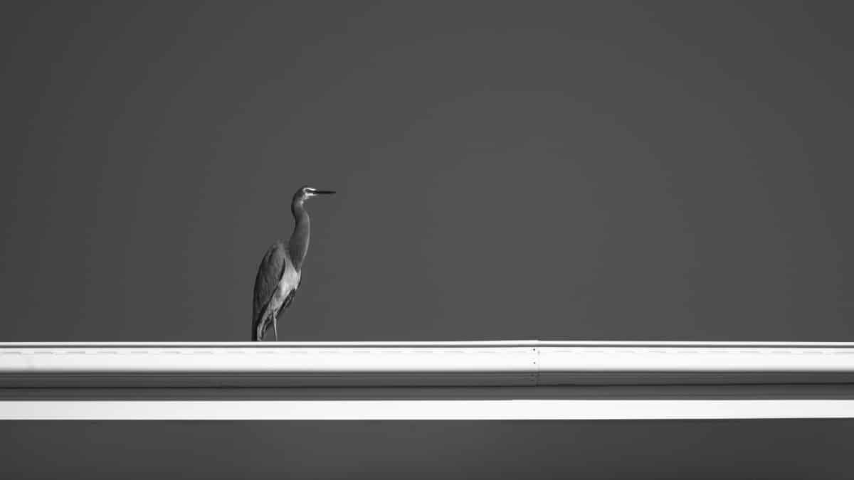 White-faced Heron stands on the roof gutter of a house