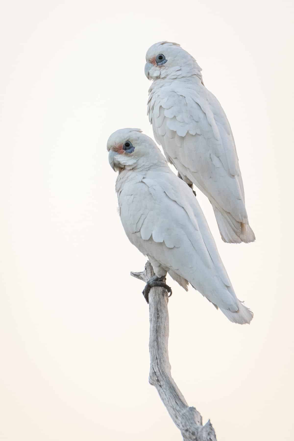 Two Little Corellas on a Branch