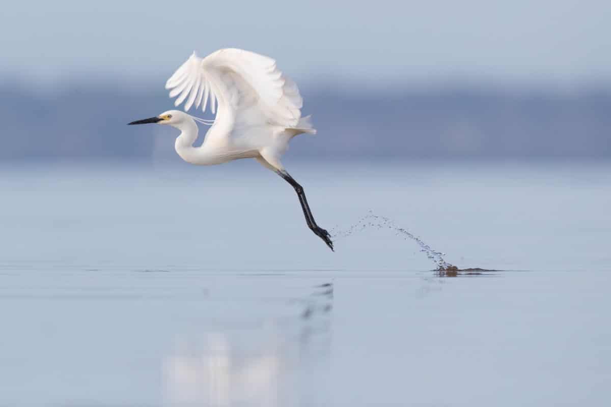 Little Egret taking off on the water