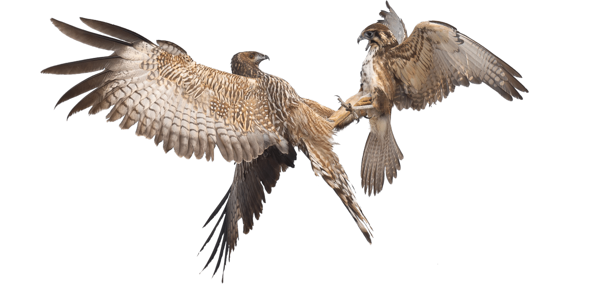 Falcon and hawk fighting over a meal