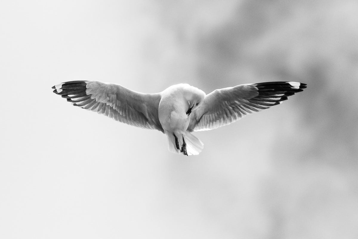 Seagull flying in the air with wings spread