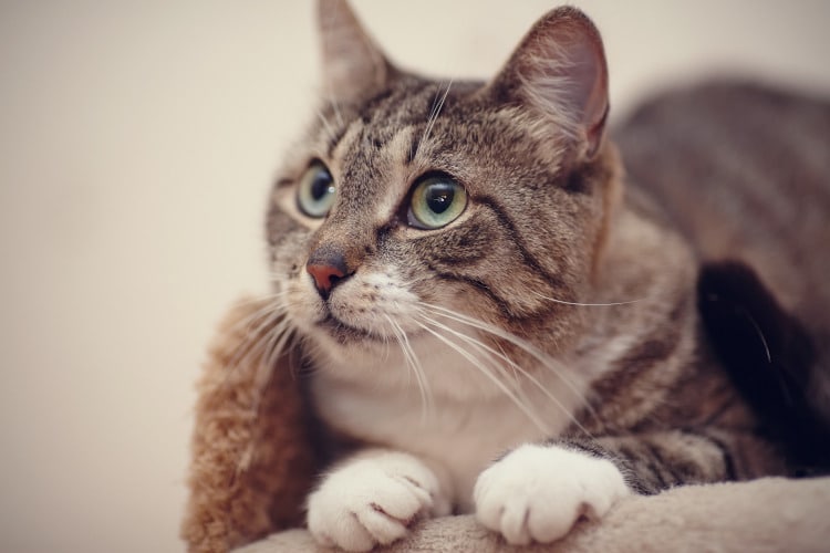Cats use nearly300 unique facial expressions to communicate: Study