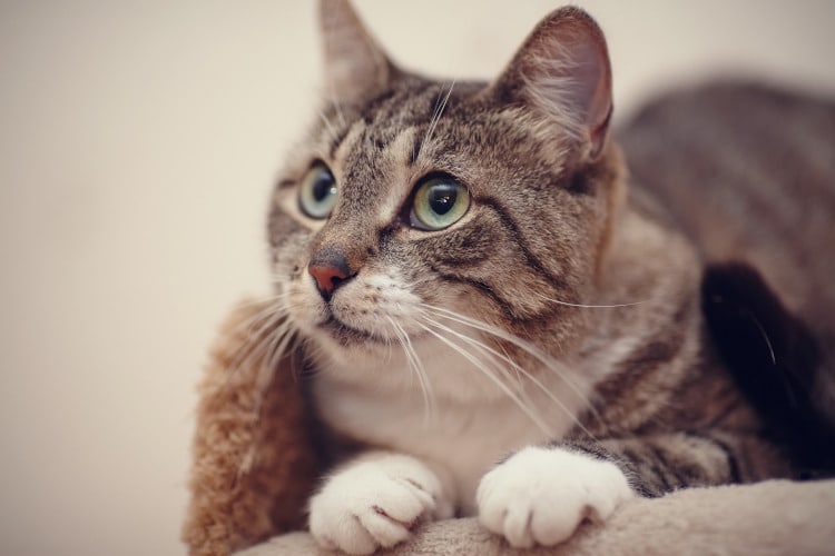 curious grey cat