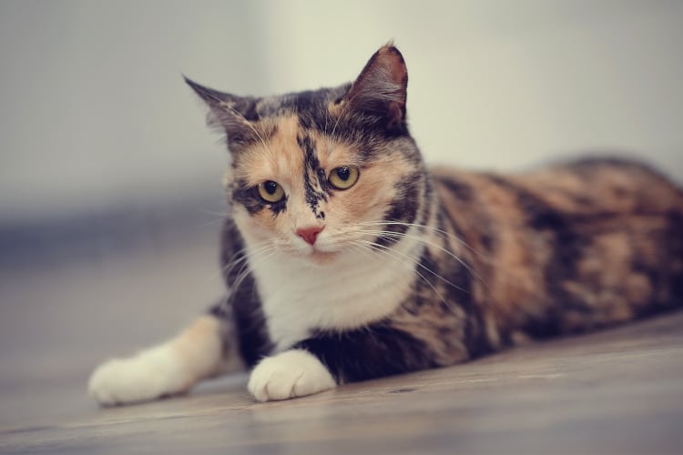 inquisitive calico cat