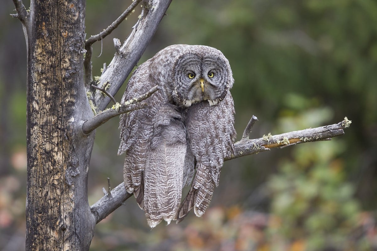 Great Gray Owl drapped over a branch looking sad