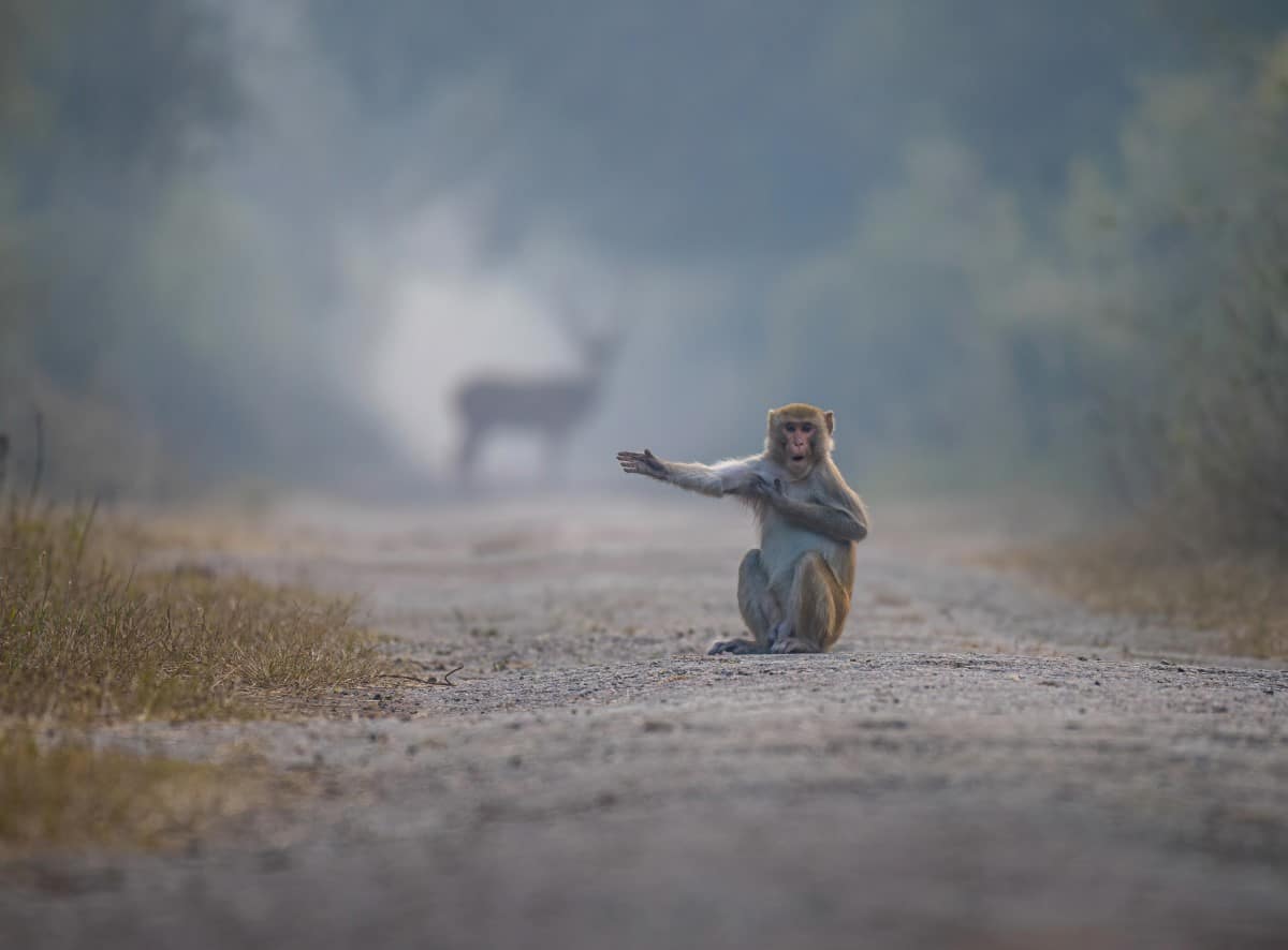 Macaque in the road with its right hand out