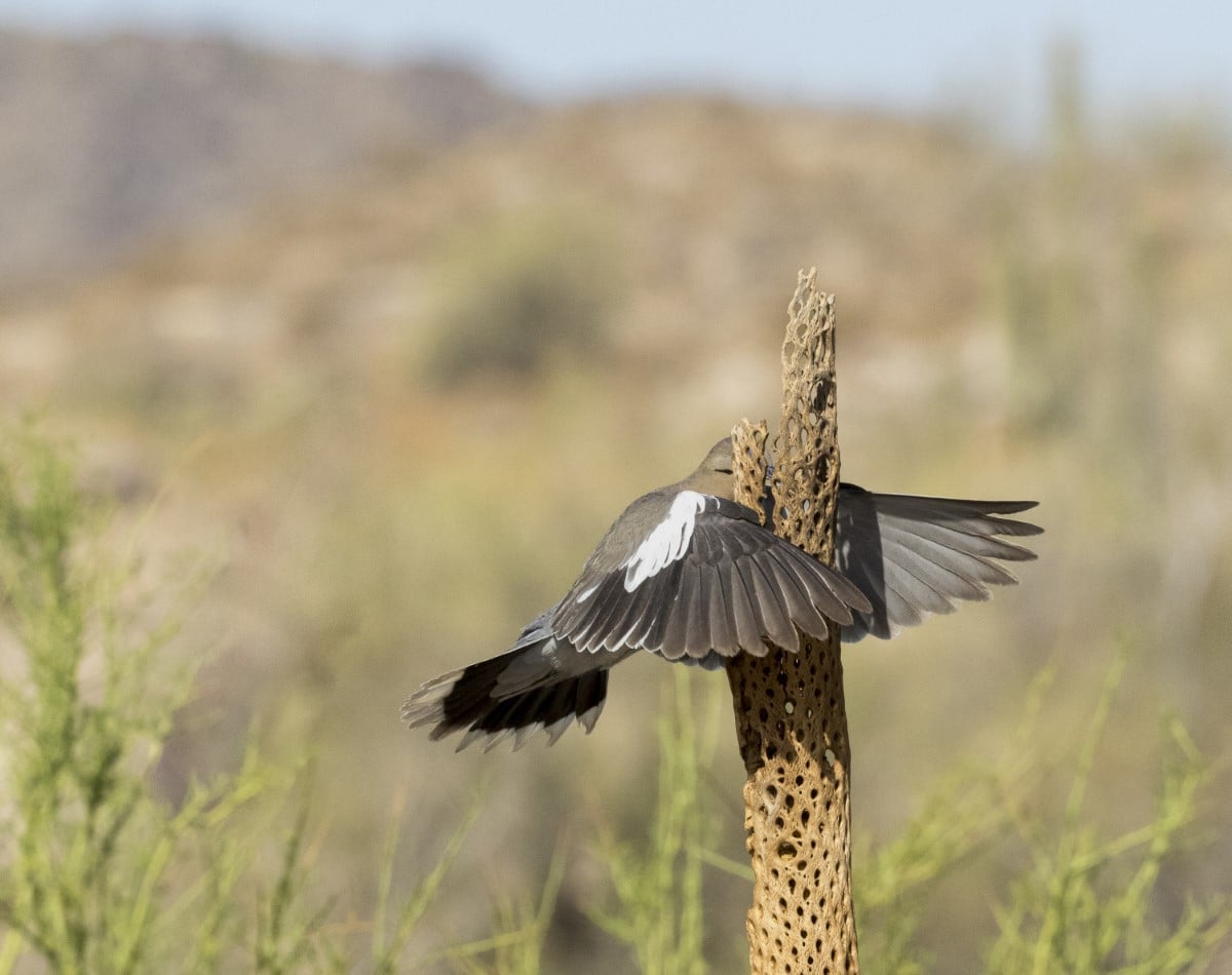 A white-winged dove appearing to fly head-on into a cholla cactus skeleton