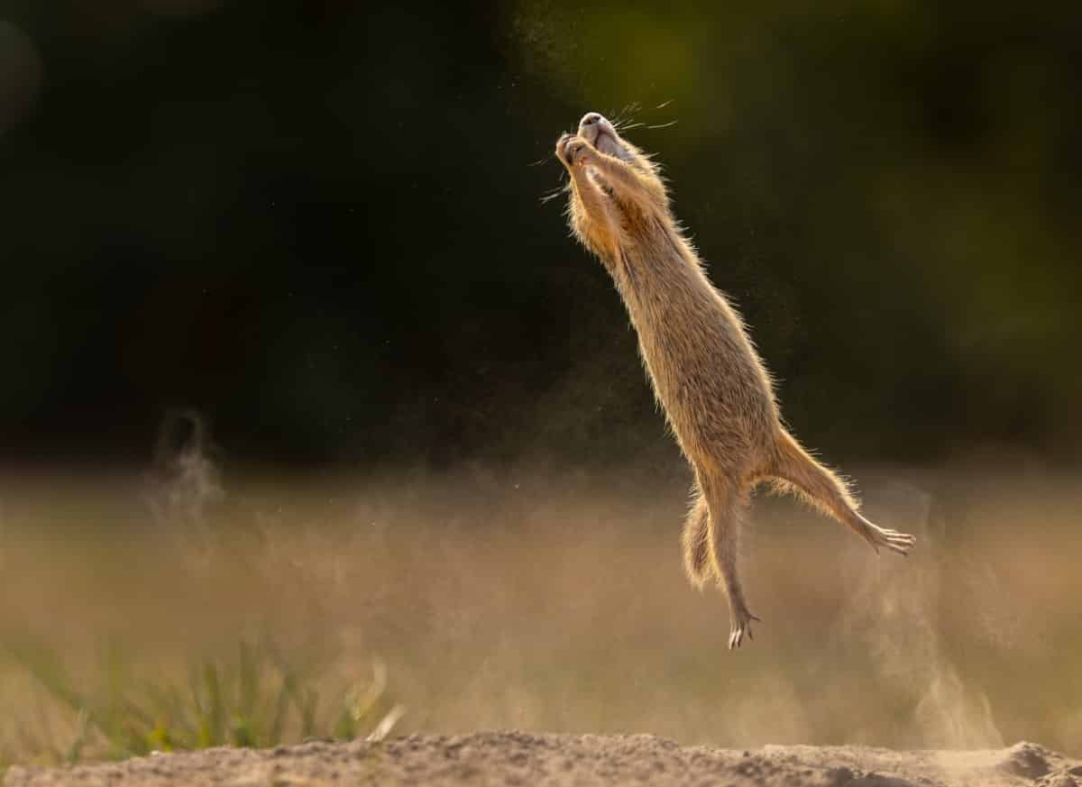 Squirrel leaping into the air