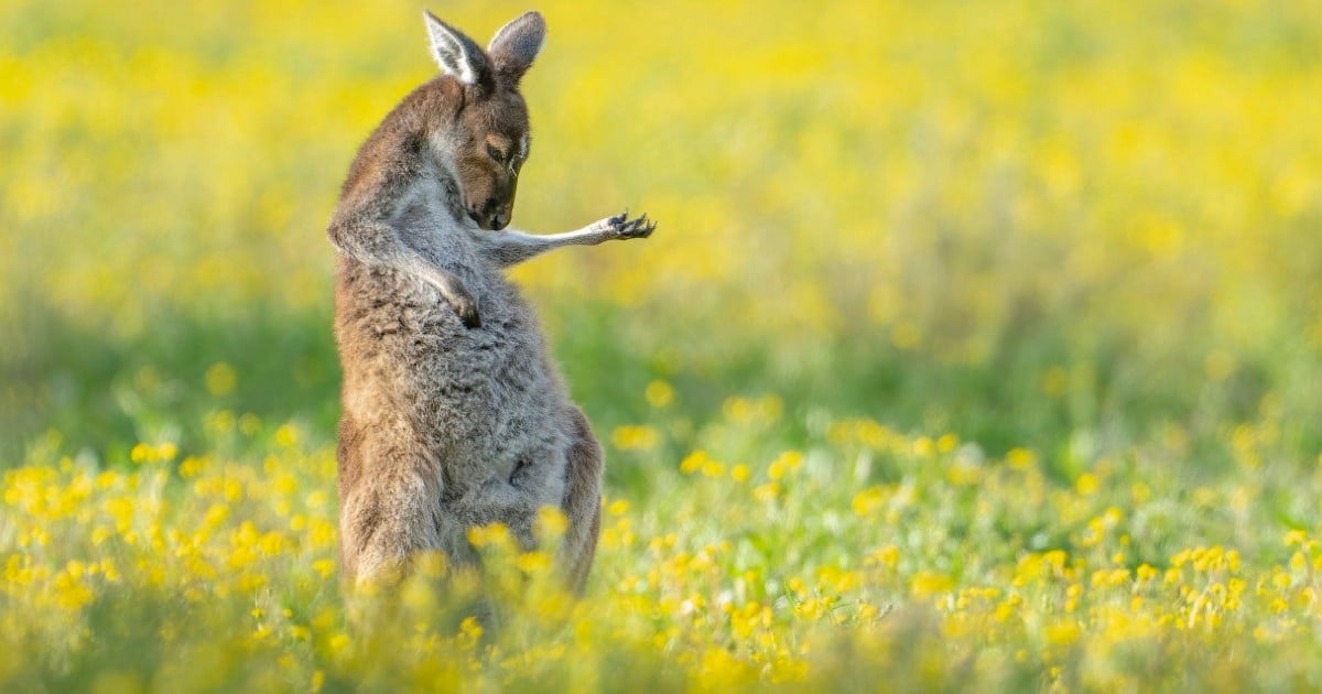 Kangaroo Strumming an Air Guitar Wins Comedy Wildlife Photo Awards