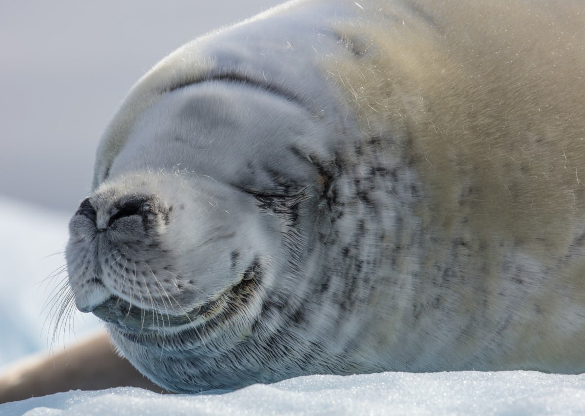 Crabeater seal in Antarctica by Cristina Mittermeier