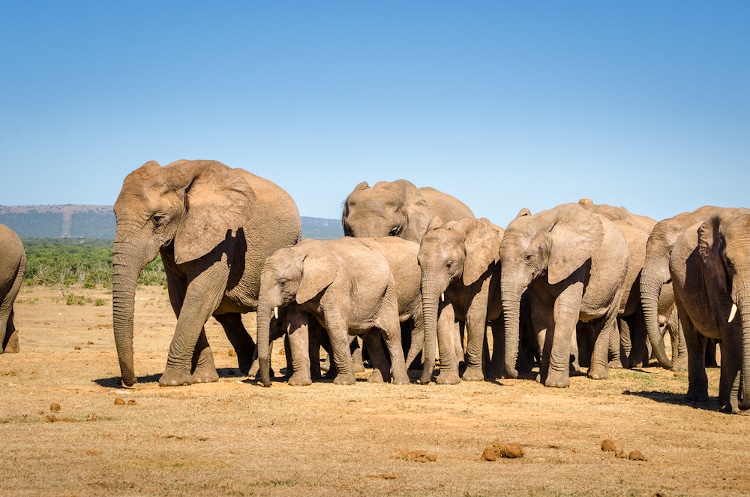 group of elephants