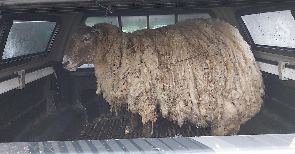 Britain’s “Loneliest Sheep” Stuck at Bottom of Cliff for Two Years Is Finally Rescued