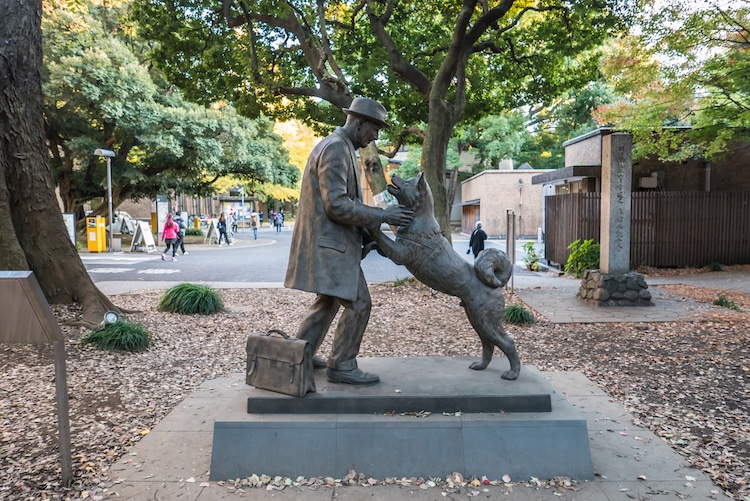 Hachiko the Akita