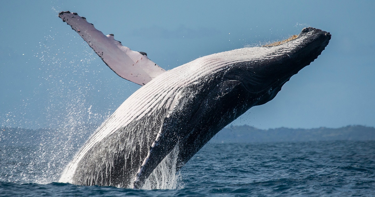 Scientist Reunites With the Humpback Whale That Saved Her From a Shark