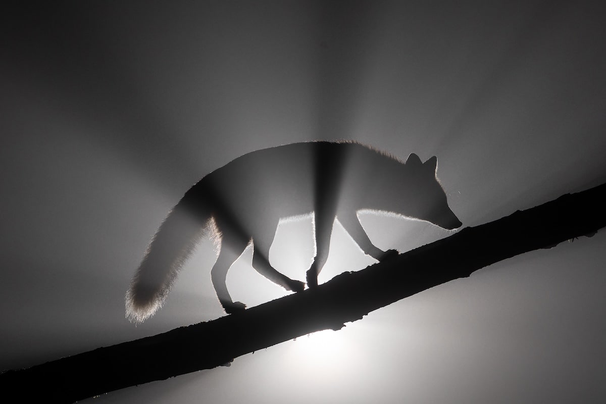 Roxy the Fox by Milan Radisics