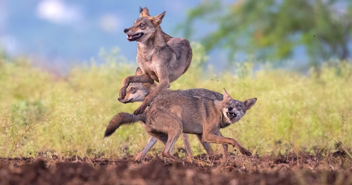 25 Winning Photos from The 2023 Nature Conservancy Photo Contest