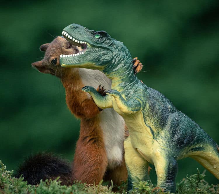 Squirrel and Dinosaur Photos by Niki Colemont