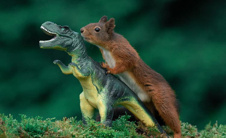 Squirrel and Dinosaur Photos by Niki Colemont