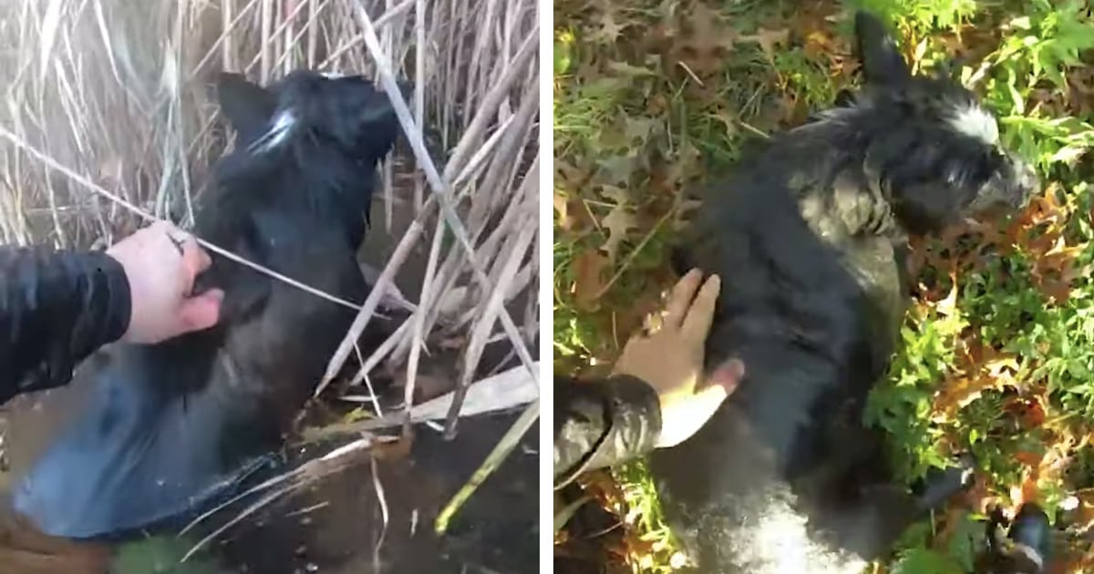 Watch Officers Rescue a Blind Dog Trapped in a Freezing Pond