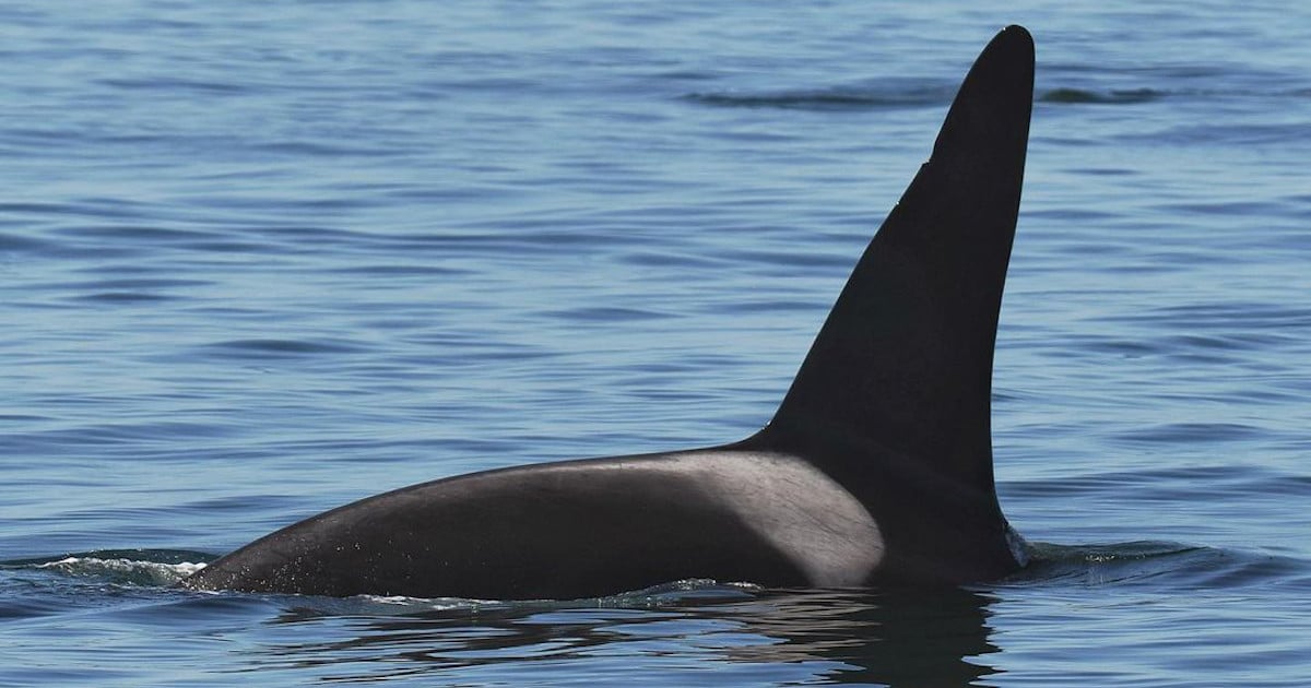 Lone Male Orca Known as “Old Thom” Is Taken in by a Pod of White-Sided Dolphins