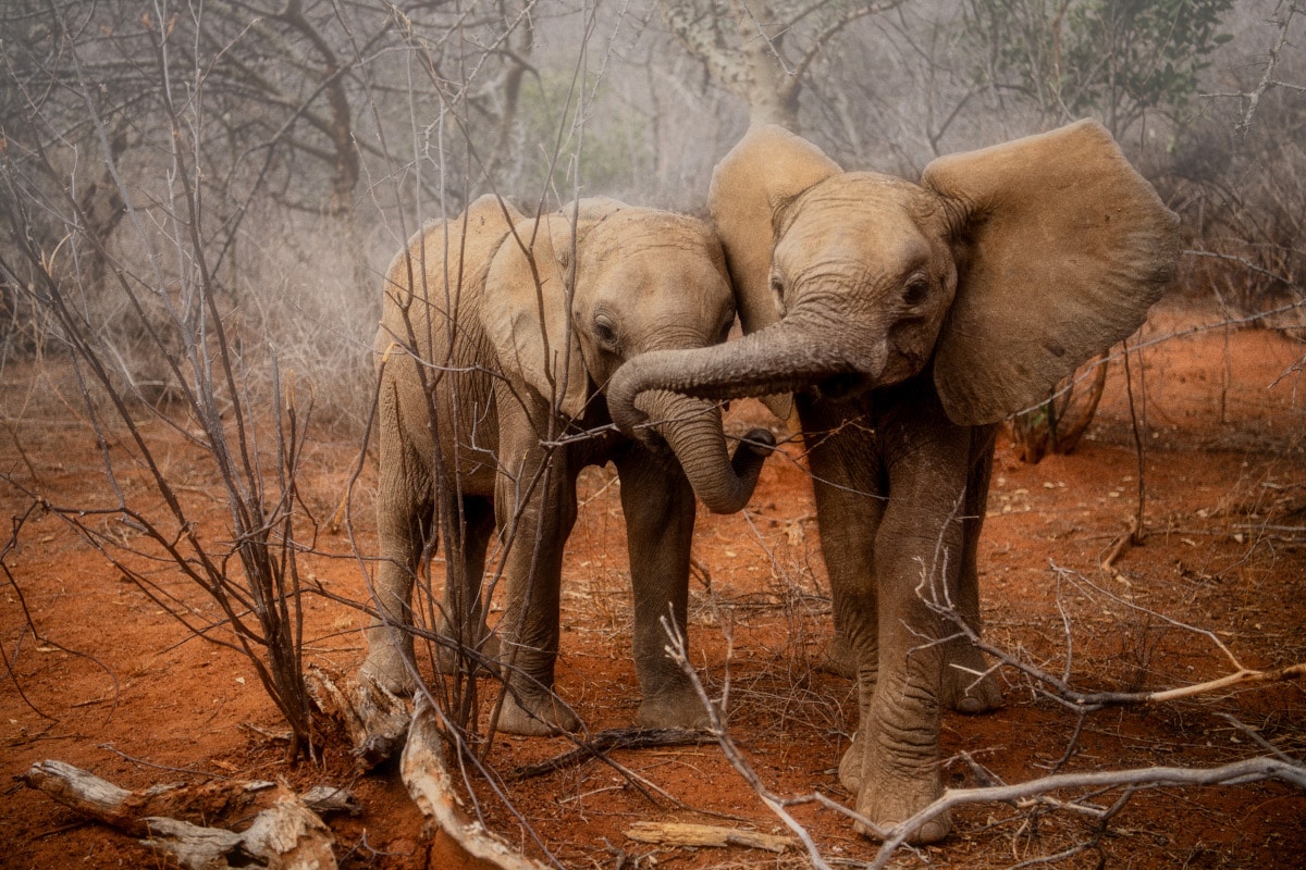 Elephants play as they explore the wilderness at Reteti Elephant Santucary in northern Kenya. 