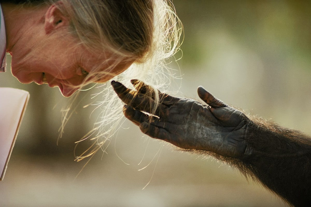 Jane Goodall lets a chimp touch a strand of her hair